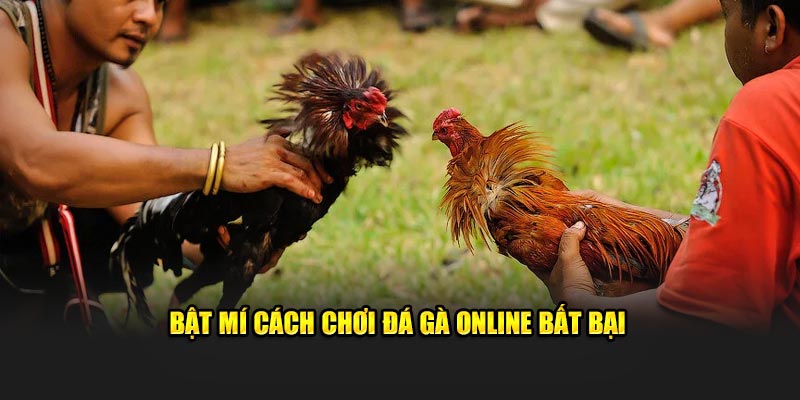 Bật mí cách chơi đá gà online bất bại 