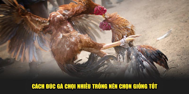 Cách đúc gà chọi nhiều trống nên chọn giống tốt