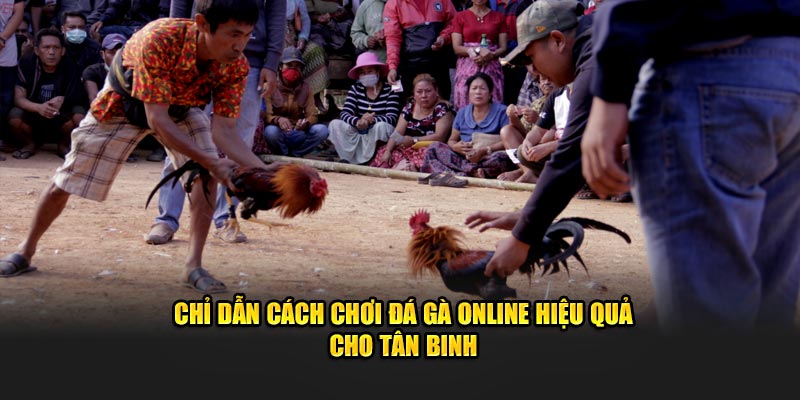 Cách chơi đá gà online