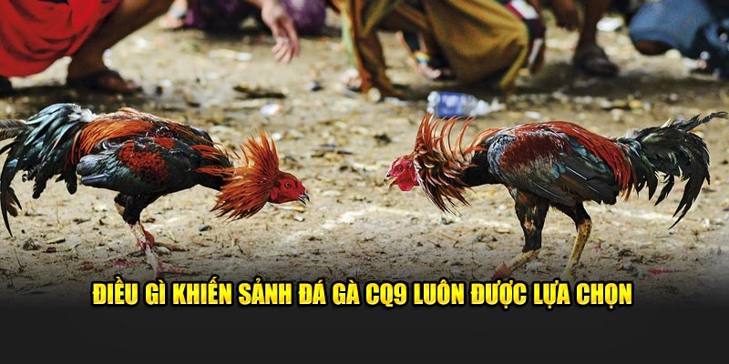 Điều gì khiến sảnh đá gà CQ9 luôn được lựa chọn