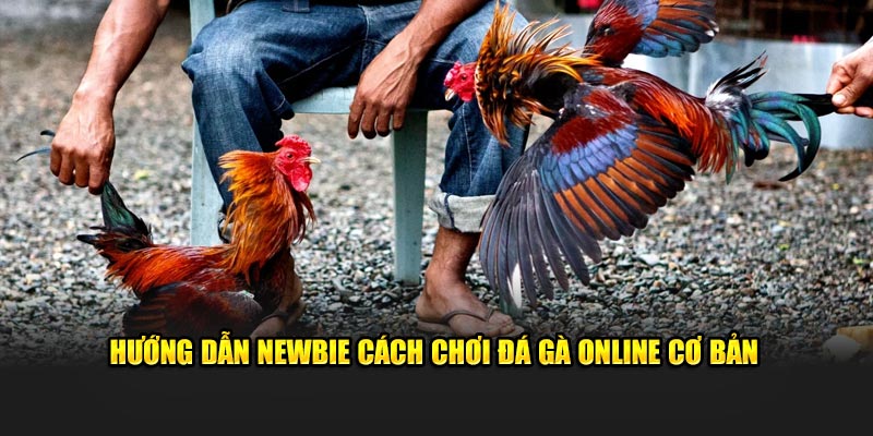 Hướng dẫn newbie cách chơi đá gà online cơ bản