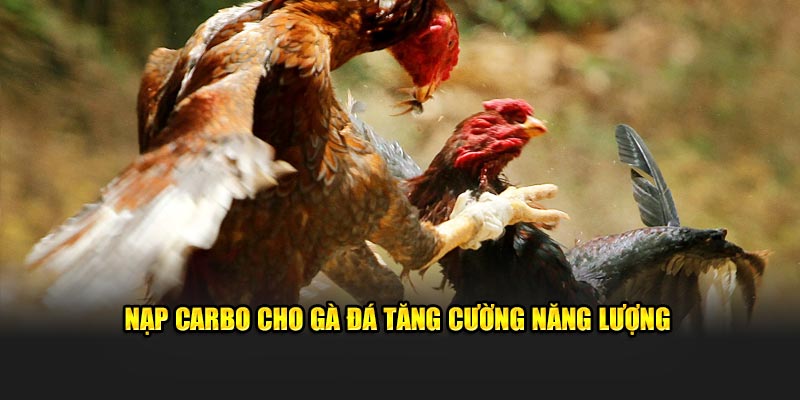 Nạp carbo cho gà đá tăng cường năng lượng