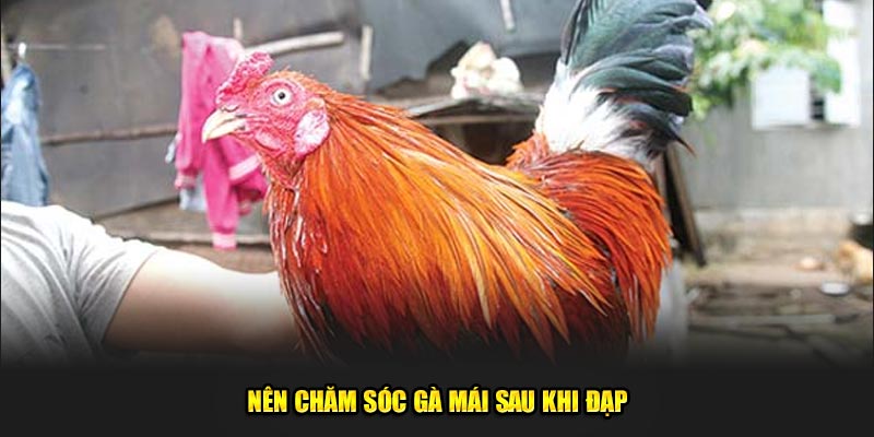 Nên chăm sóc gà mái sau khi đạp