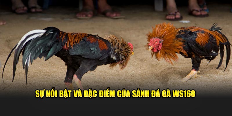 Sự nổi bật và đặc điểm của sảnh đá gà WS168