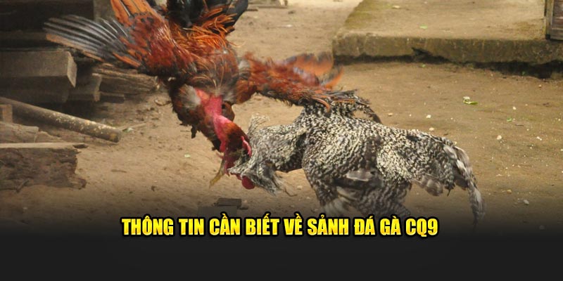 Thông tin cần biết về sảnh đá gà CQ9
