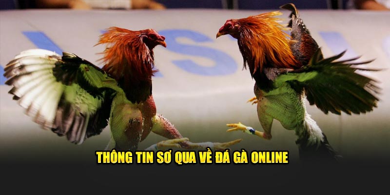 Thông tin sơ qua về đá gà online 