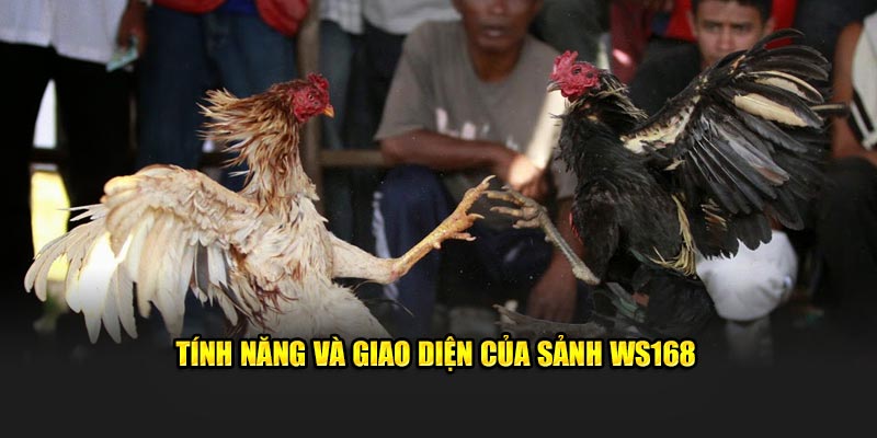 Tính năng và giao diện của sảnh WS168