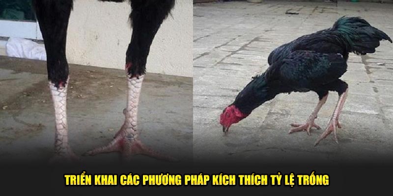 Triển khai các phương pháp kích thích tỷ lệ trống